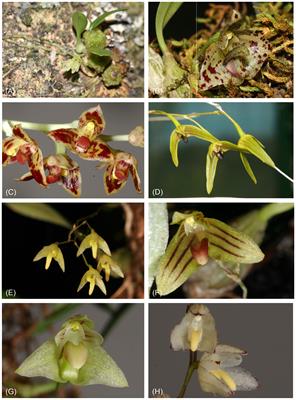 Plastid phylogenomics clarifies broad-level relationships in Bulbophyllum (Orchidaceae) and provides insights into range evolution of Australasian section Adelopetalum